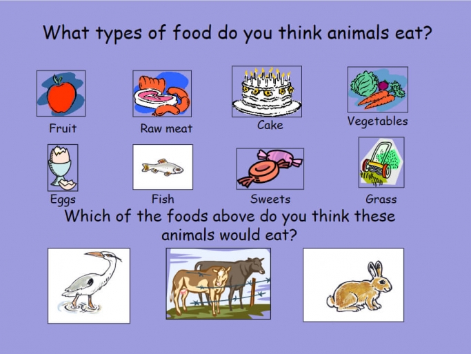 Animals Including Humans What Do Animals Eat Powerpoint For Year 3 Science Teachwire Teaching Resource