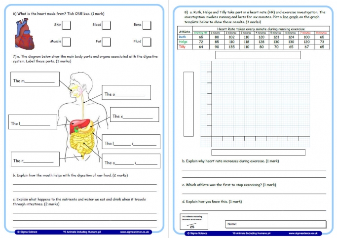 Year 6 Science Assessment Worksheet With Answers Humans Including Animals Teachwire Teaching Resource