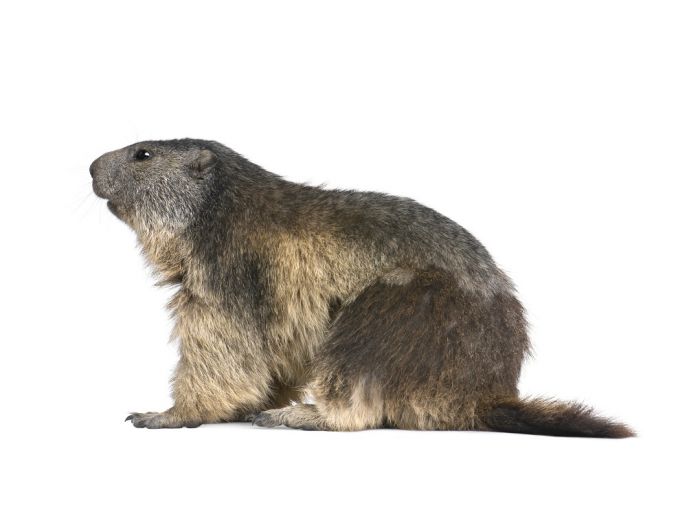groundhog day quizlet the best way to future proof education is by learning from groundhog day quizlet the best way to future proof education is by learning from