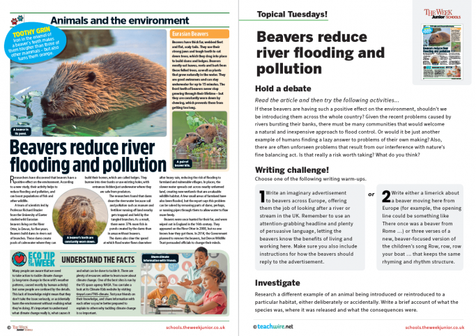 Topical Tuesdays from The Week Junior – Beavers reduce river flooding