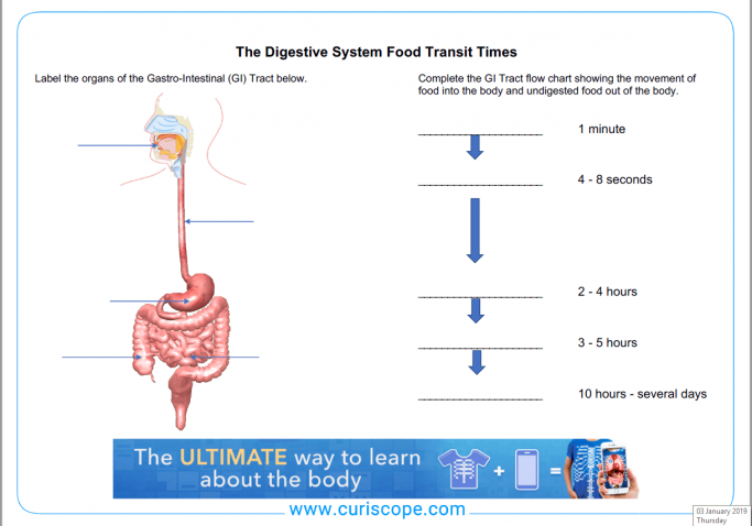 Digestive System Resources for Key Stage 1 and 2 Science ...