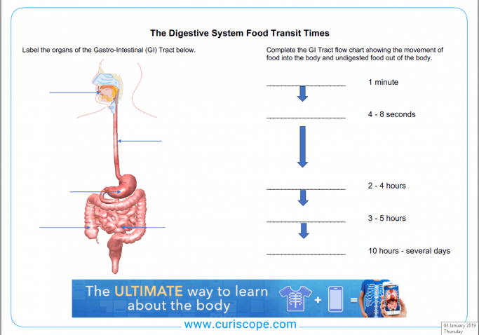 Food Transit Time Chart