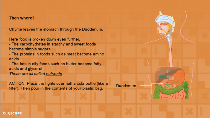 Digestive System Resources for Key Stage 1 and 2 Science | Teachwire