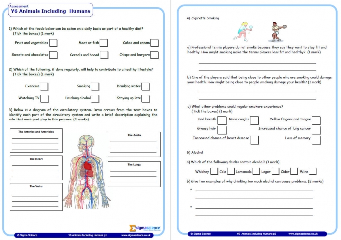 year 6 science assessment worksheet with answers humans including animals teachwire teaching resource