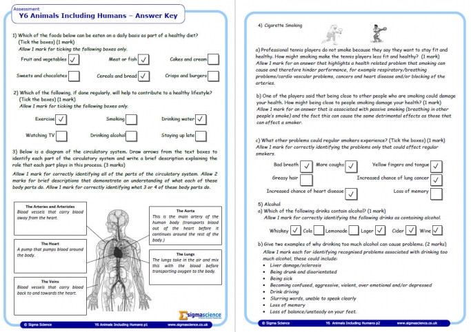 year 6 science assessment worksheet with answers humans