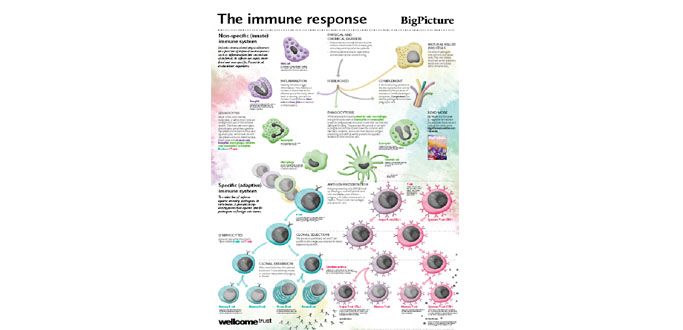 Poster: The Immune Response – Visual resource for KS4 biology