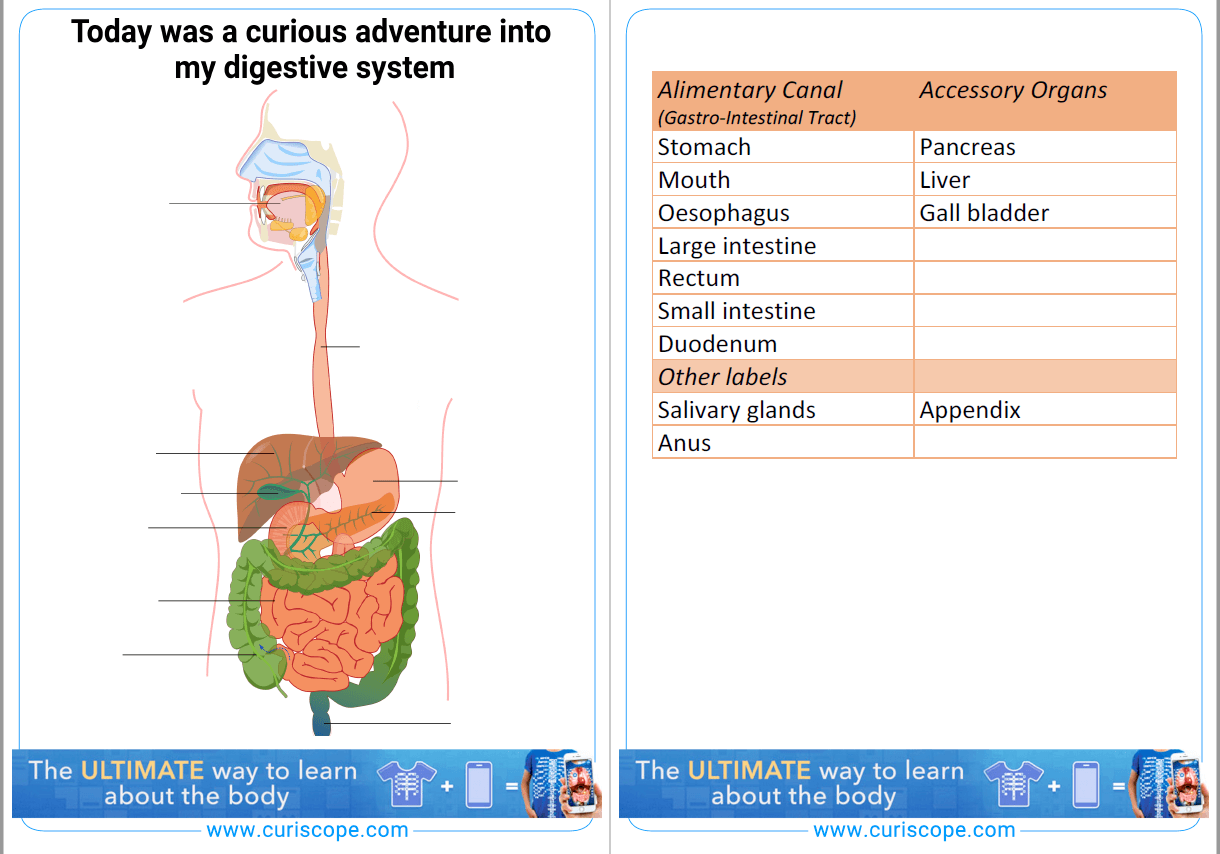 Digestive System Resources for Key Stage 200 and 20 Science With Regard To Digestive System Worksheet Answers