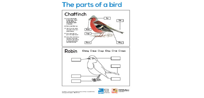 Big Schools&#039; Birdwatch: Activity Resources – Geography/science/D&T activities for EYFS to KS2