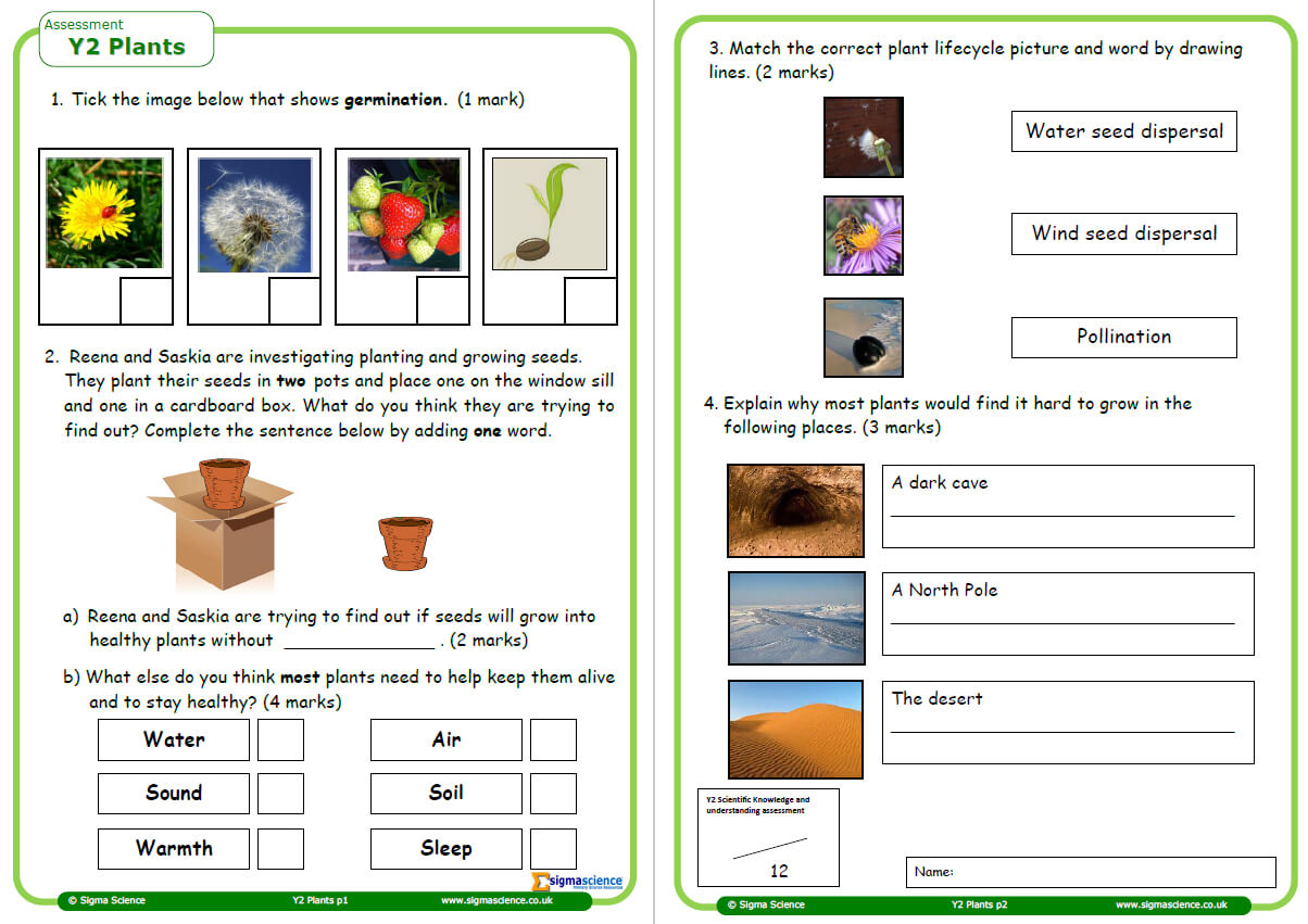 plants worksheet for year 2 science teachwire teaching resource