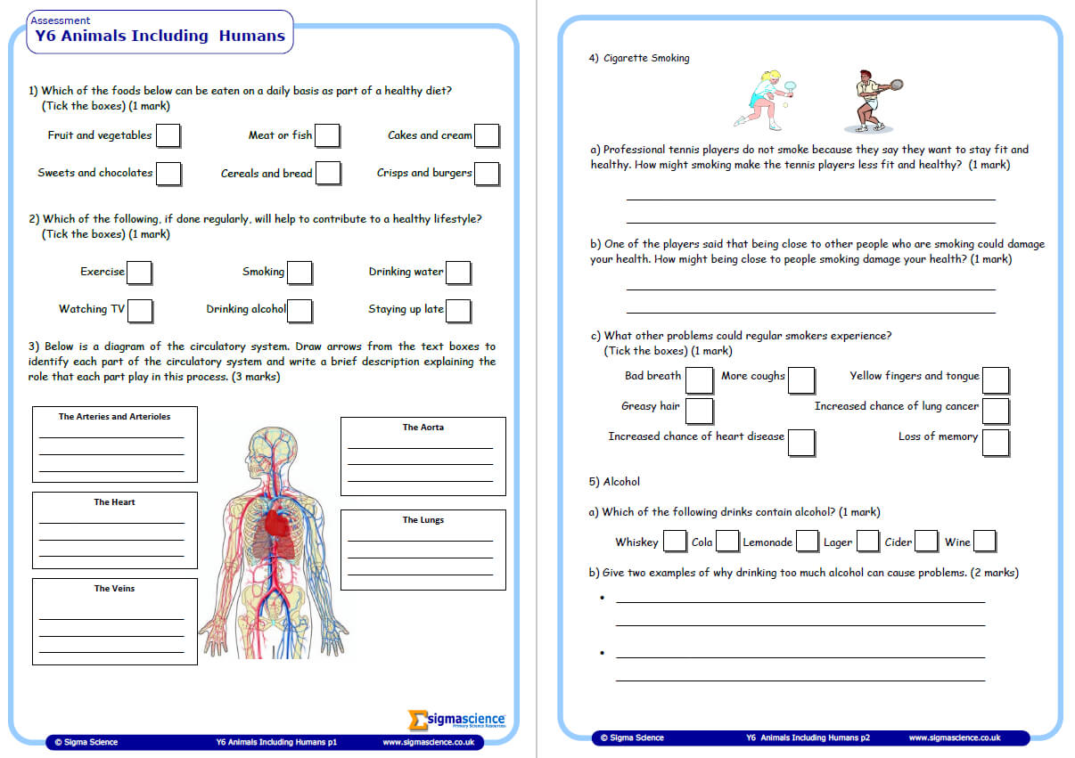 year 6 science assessment worksheet with answers humans including