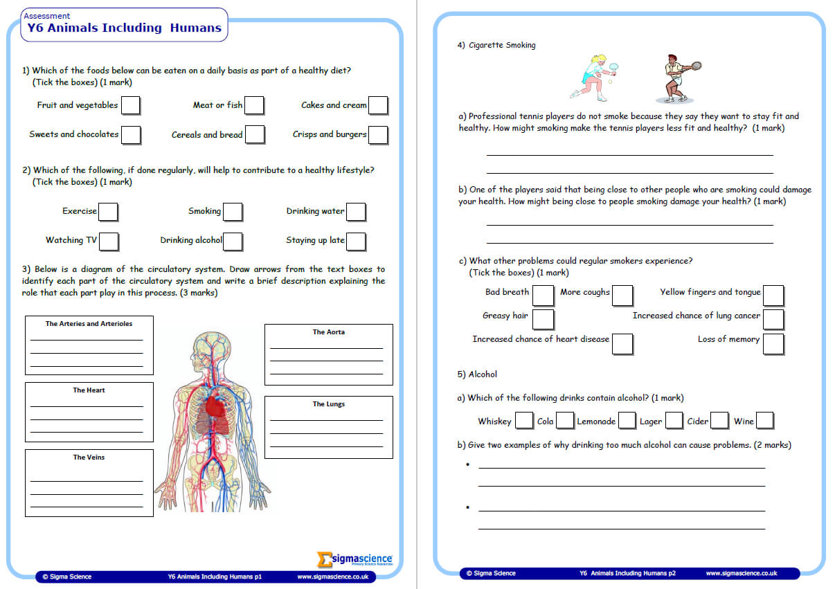 Year 6 Science Assessment Worksheet with Answers – Humans Including