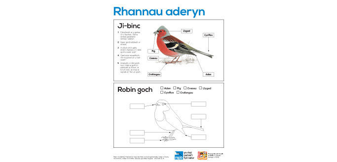 Big Schools&#039; Birdwatch – Supporting resources in Welsh for EYFS to KS3