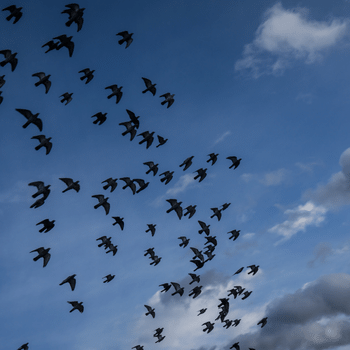 Migrating birds