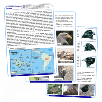 Darwin's finches KS2 worksheet