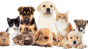 Pets representing National Pet Month