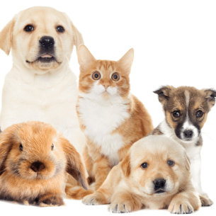 Pets representing National Pet Month