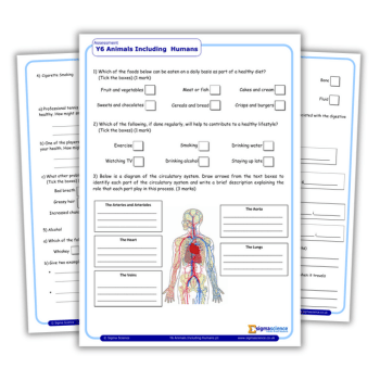 Year 6 science worksheet