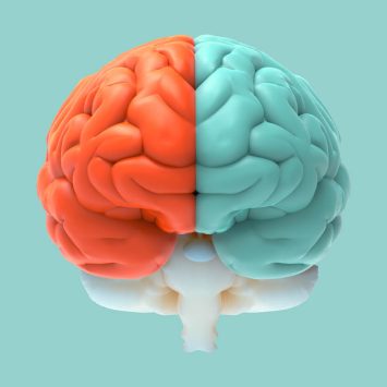Half red, half blue brain, representing creative thinking