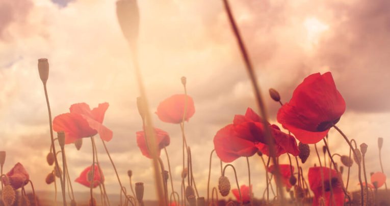 Poppy field, representing Remembrance Day activities