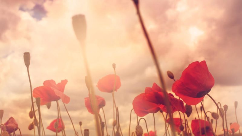 Poppy field, representing Remembrance Day activities