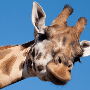 Giraffe that children can see on animal school trips