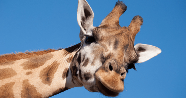 Giraffe that children can see on animal school trips