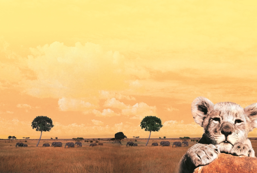 The Butterfly Lion by Michael Morpurgo KS1 book topic for persuasive