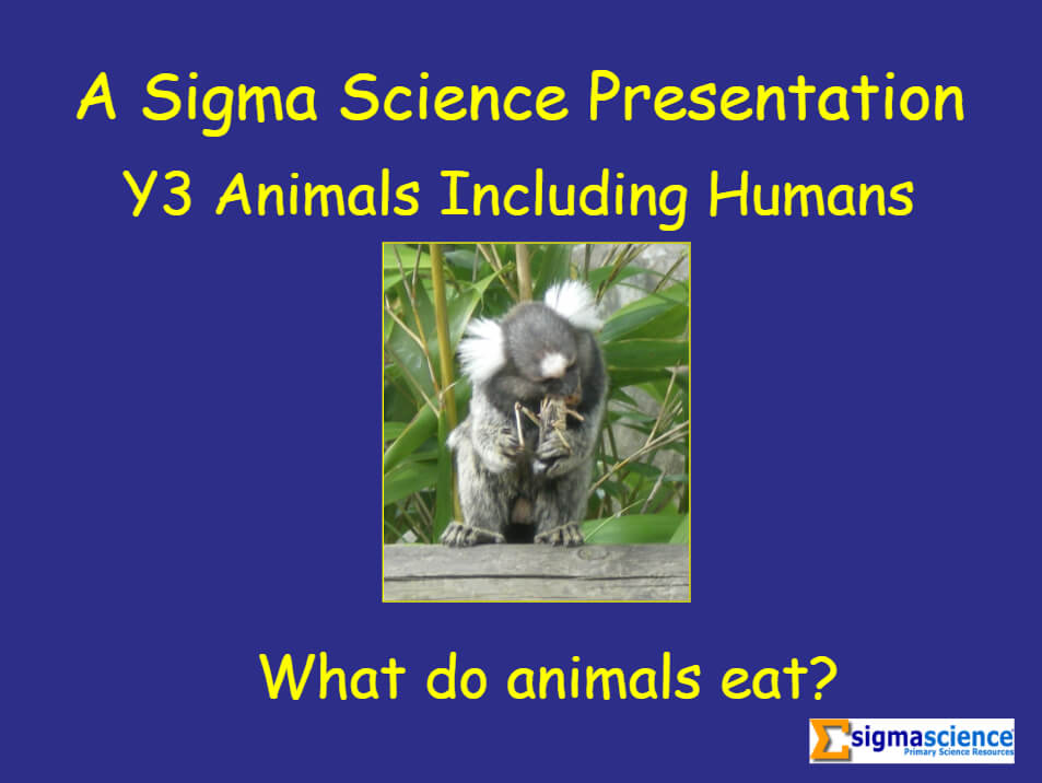 Animals Including Humans – 'What do Animals Eat?' PowerPoint for Year 3  Science - Teachwire