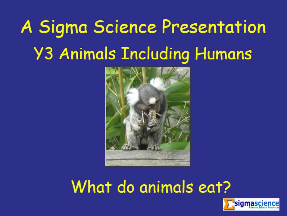 Animals Including Humans – 'What do Animals Eat?' PowerPoint for Year 3 Science - Teachwire Animals Including Humans – 'What do Animals Eat?' PowerPoint for Year 3 Science - Teachwire