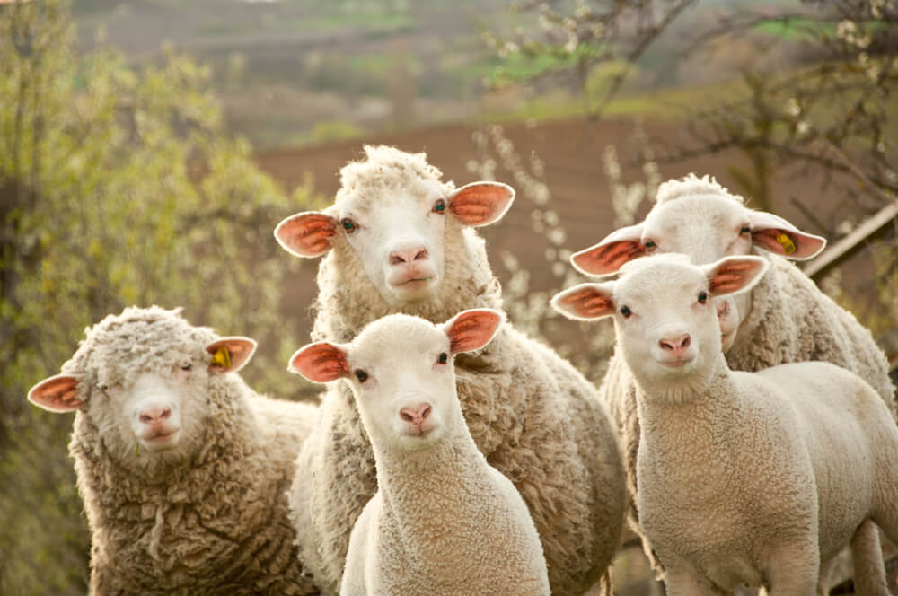 8 great teaching tools for reading George Orwell's Animal Farm in KS4 English - Teachwire 8 great teaching tools for reading George Orwell's Animal Farm in KS4 English - Teachwire