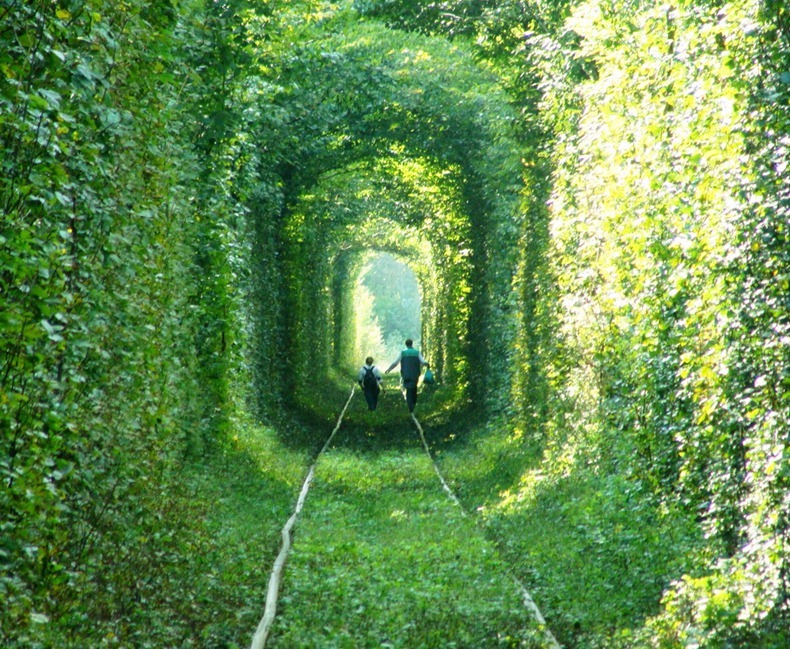 Creative writing prompt of children walking down leafy tunnel