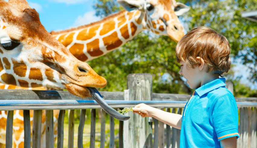 Young boy feeding leaf to giraffe representing animal-themed school trip ideas
