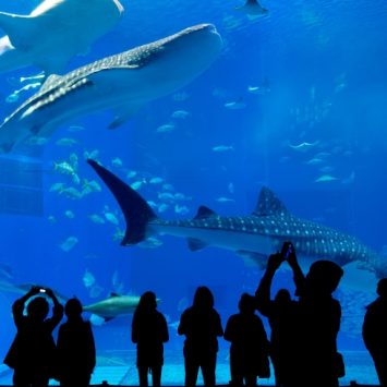 Silhouetted photo of a tour group at an aquarium