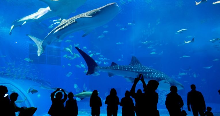 Silhouetted photo of a tour group at an aquarium