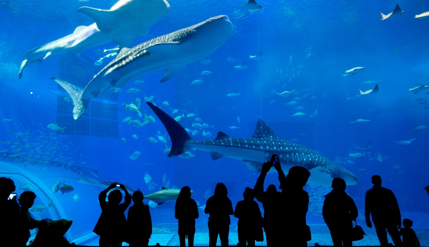 Silhouetted photo of a tour group at an aquarium