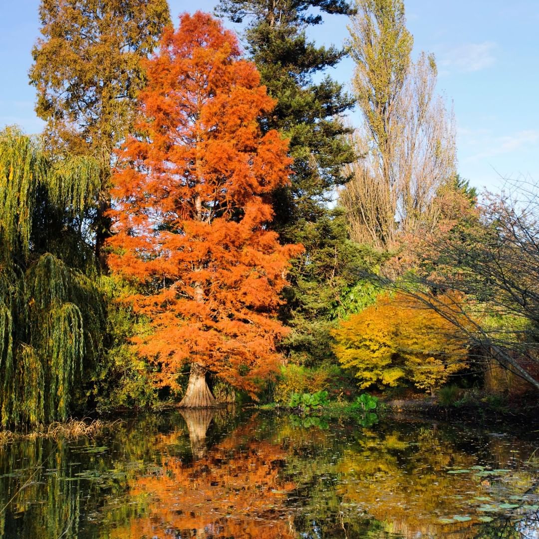 cubotanicgarden via Instagram