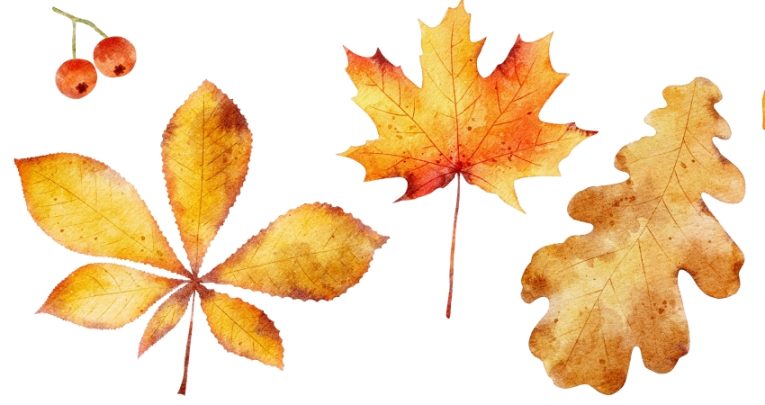 close-up photo of isolated scattered leaves