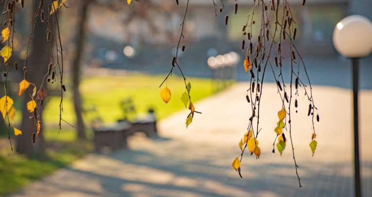 Photograph of a distant building taken through a tree's hanging branches