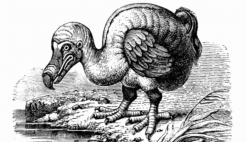Illustration of dodo