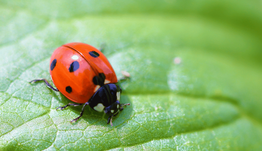 Ladybird representing STEM education minibeast activity
