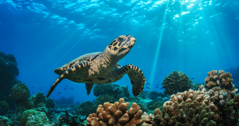 Turtle in ocean representing primary curriculum