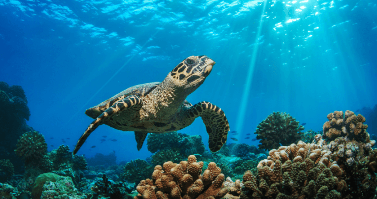 Turtle in ocean representing primary curriculum