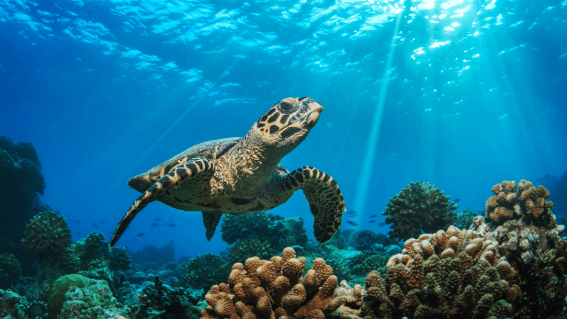 Turtle in ocean representing primary curriculum