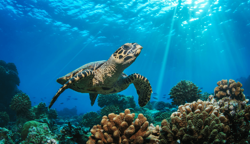 Turtle in ocean representing primary curriculum