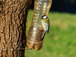 Great tit bird sitting on bird feeder made from a plastic bottle