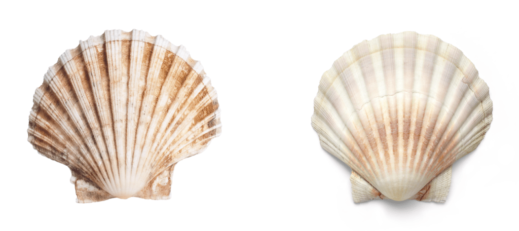 Spot the difference English starter activities featuring two different shells