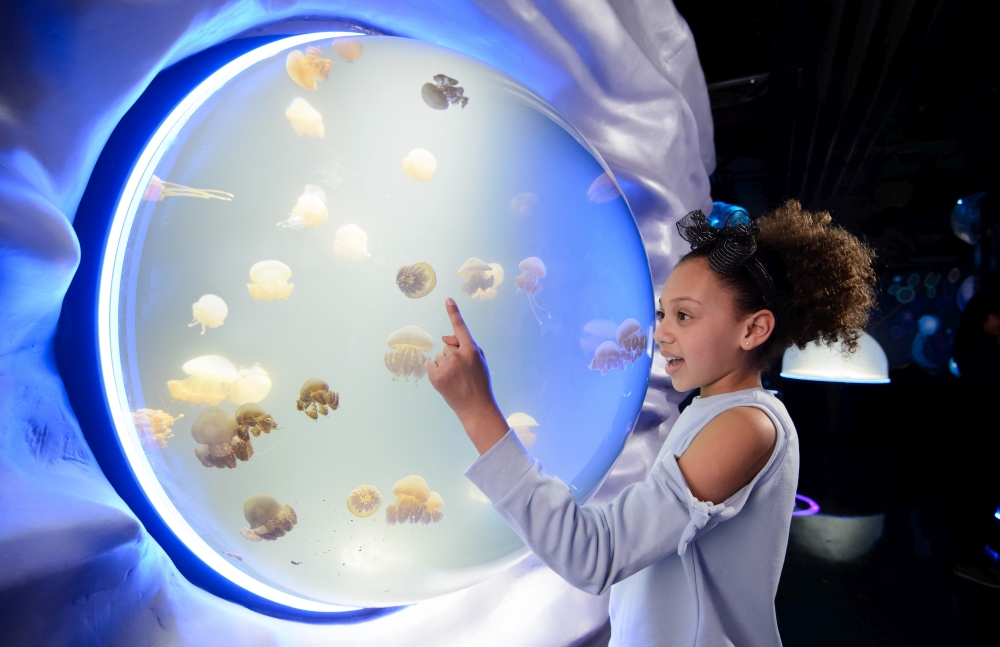 Girl at aquarium, representing cultural capital in education