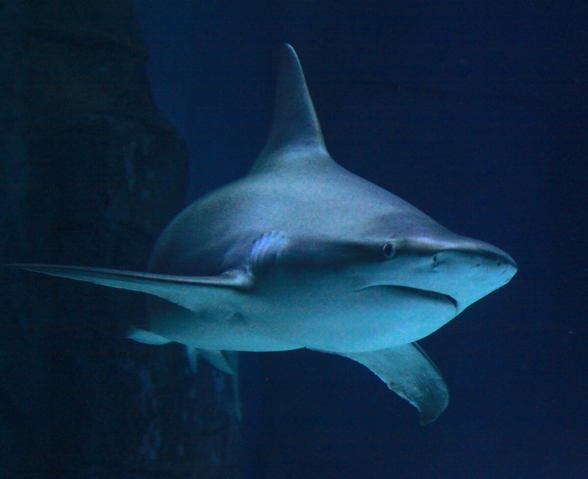 school trips to london aquarium