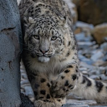 A snow leopard at Chester Zoo