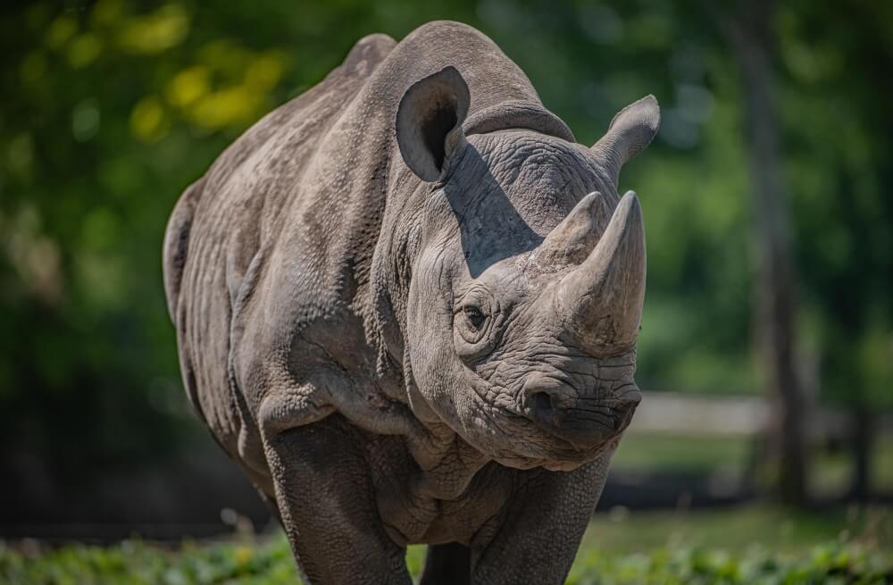 Chester Zoo